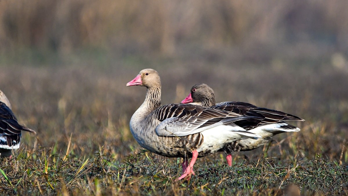 Two geese standing in a grassy field.